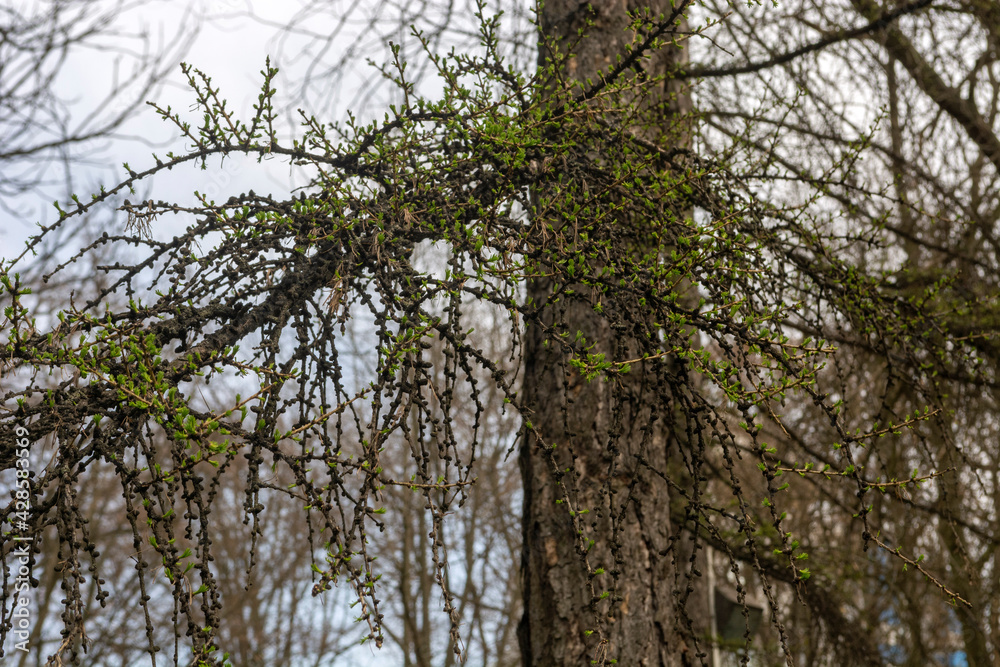 Larch branches in a spring park. Larch branches in a spring park.
