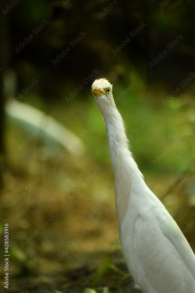 Obraz premium Nature wildlife image of Great Egret bird walk on Paddy Field. Egrets that live freely in Nature.