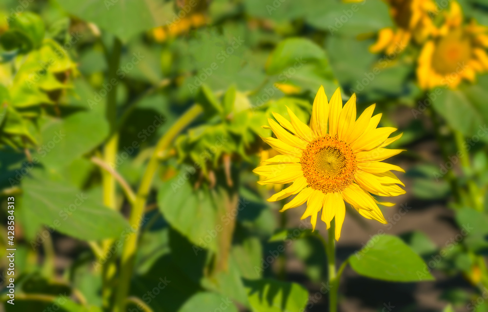 Sunflower flower on a blurred yellow-green background. Sunflower flower on a blurred yellow-green background.