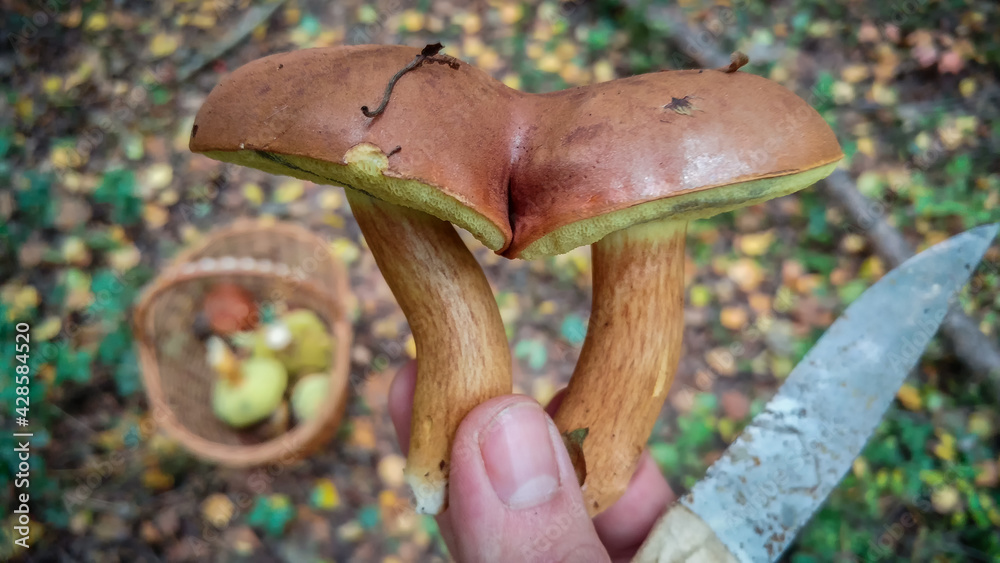 Two mushrooms have grown together with their caps to each other
