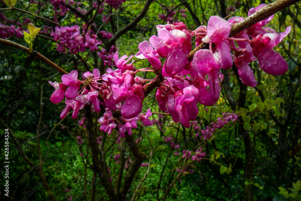 sappan wood after the rain