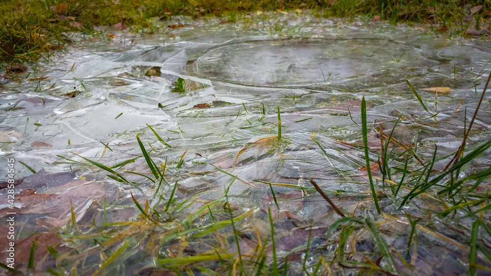 Grass frozen in a pond in autumn