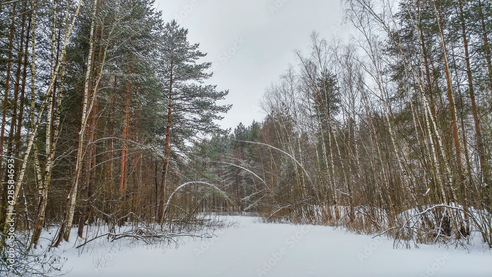 Beautiful landscape of winter forest in the snow