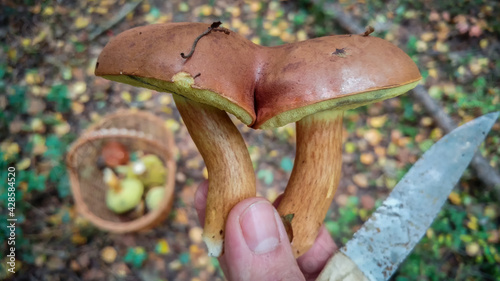 Obraz na płótnie Two mushrooms have grown together with their caps to each other w salonie