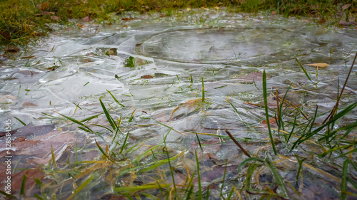 Fototapeta Naklejka Na Ścianę i Meble -  Grass frozen in a pond in autumn