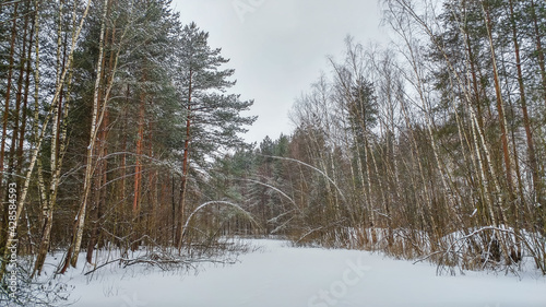 Obraz na płótnie Beautiful landscape of winter forest in the snow w salonie