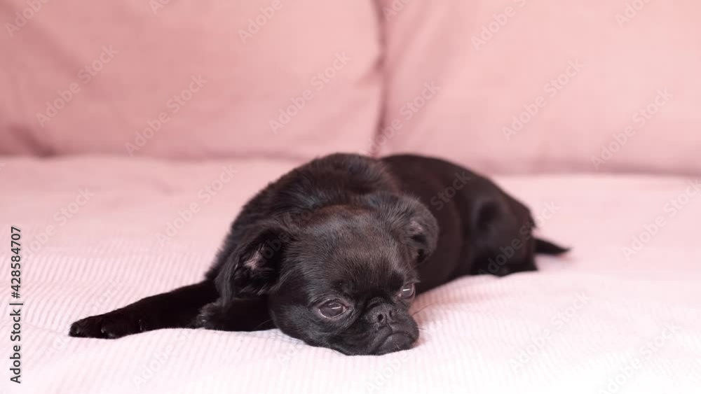 Black griffon or brabancon puppy dog is sleeping on sunny day at home under pink blanket. Black griffon or brabancon puppy dog is sleeping on sunny day at home under pink blanket.