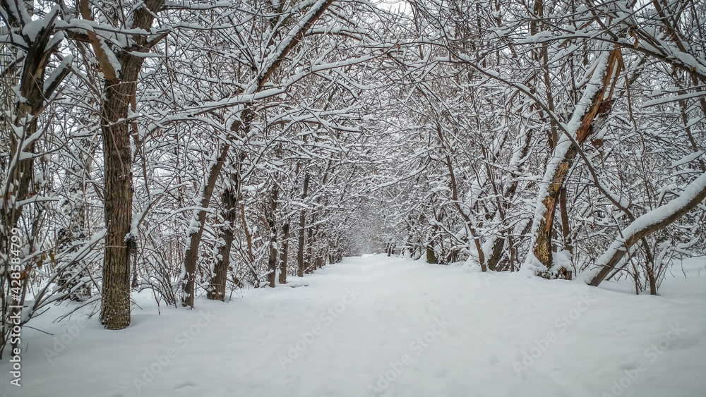 Winter forest shrouded in white snow