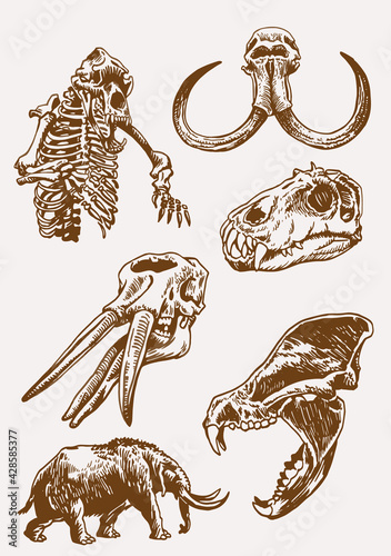 Graphical vintage set of skulls of animals ,sepia background, vector elements,fossils	