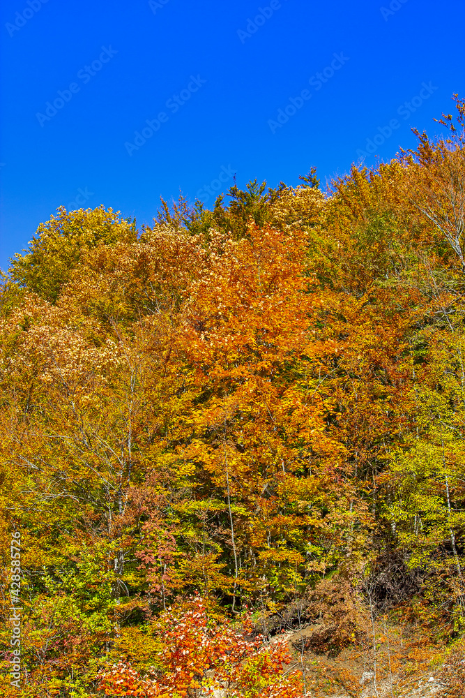 Autumn forest with orange leaves