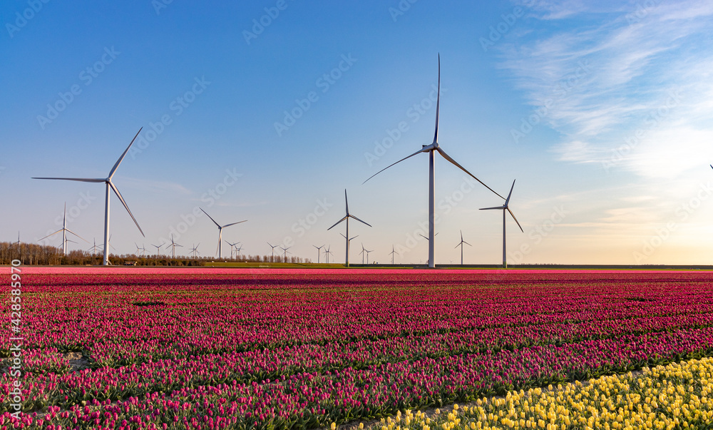 Windmills near tulip field