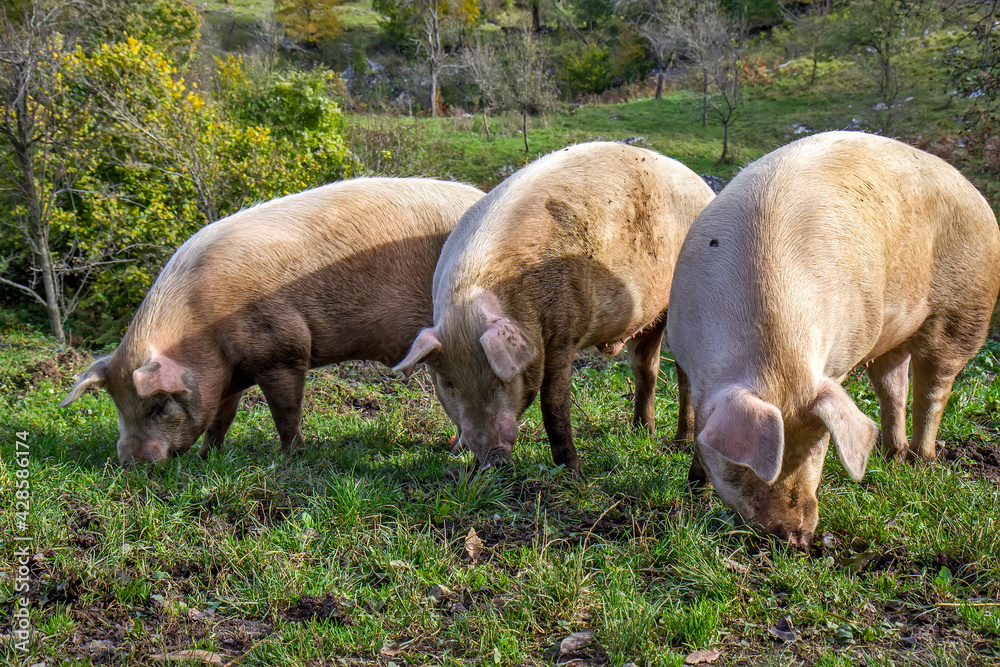Big pigs on the field Big pigs on the field
