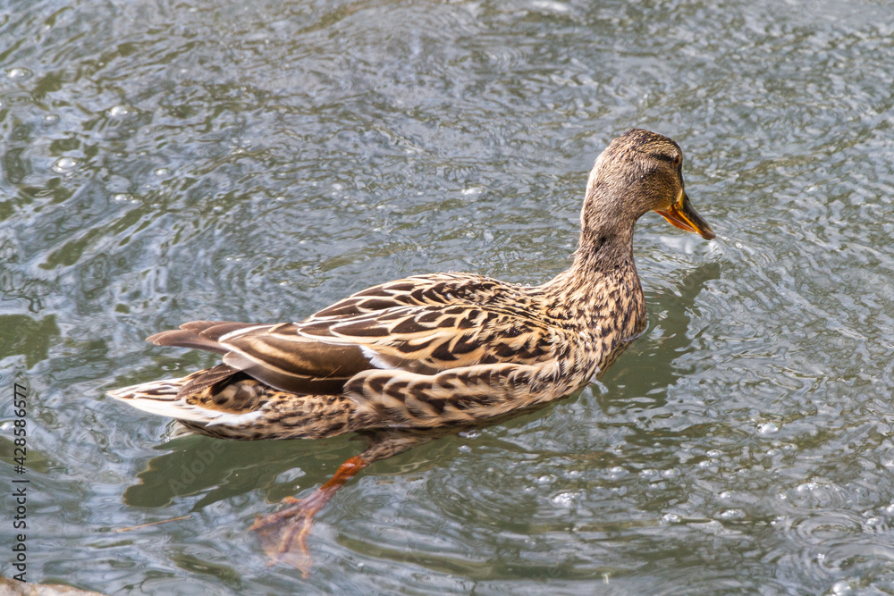 Female mallard duck swimming in a pond Female mallard duck swimming in a pond