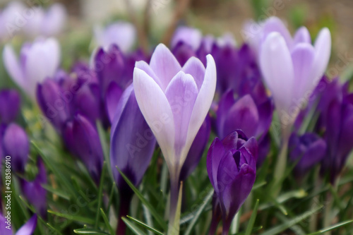 Lilac crocuses in the garden. First spring flowers. 