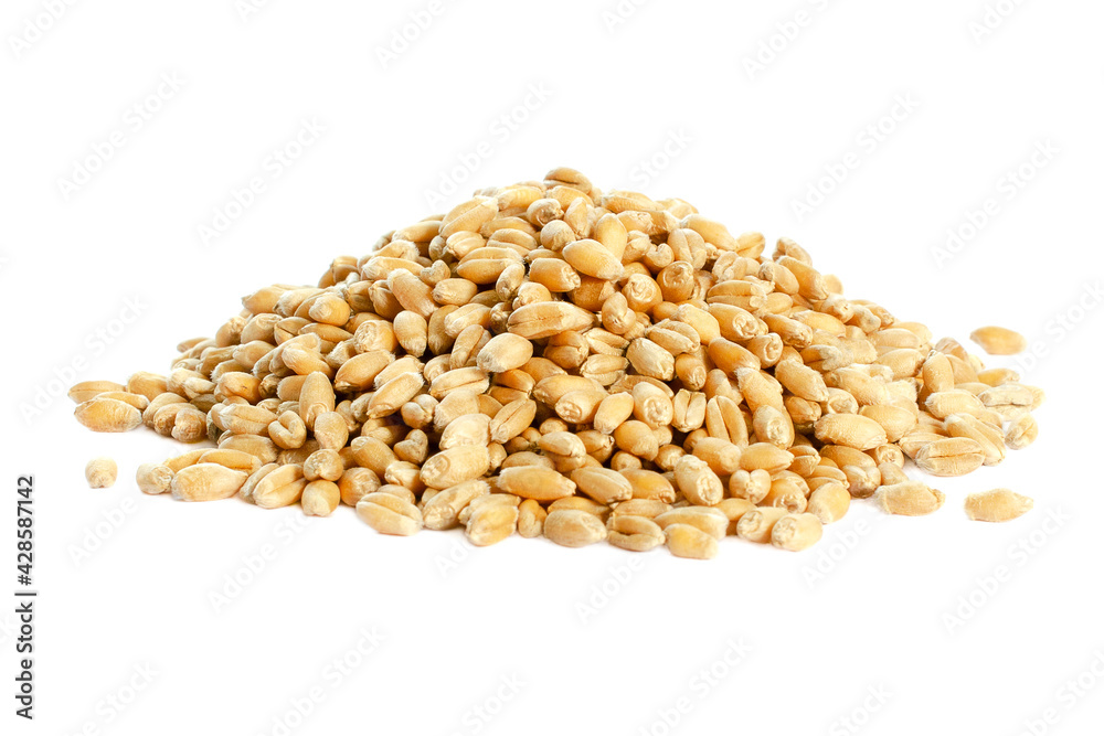 Pile Wheat isolated on white, top view. Heap of Wheat isolated on white background. Wheat isolated on white background, top view. Grains of barley on a white background. Wheat seeds triticum durum. Pile Wheat isolated on white, top view. Heap of Wheat isolated on white background. Wheat isolated on white background, top view. Grains of barley on a white background. Wheat seeds triticum durum.