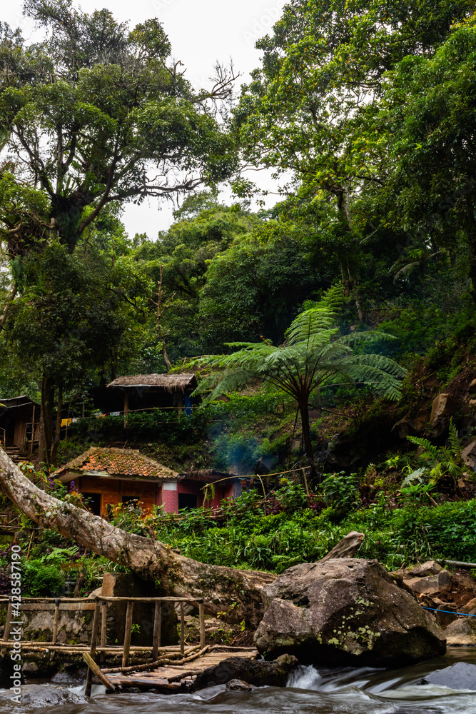 tropical forest tropical forest