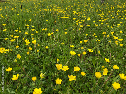 Yellow flowers on field 2 - by juma