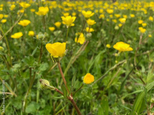 Yellow flowers on field 1 - by juma