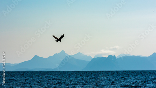 Sea Eagle Lofoten  © Dirk
