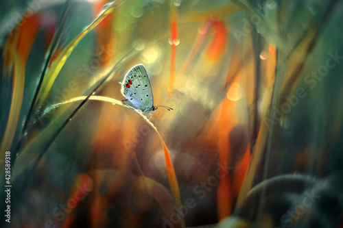 Mariposa azul  (Polyommatus icarus) © Iwona