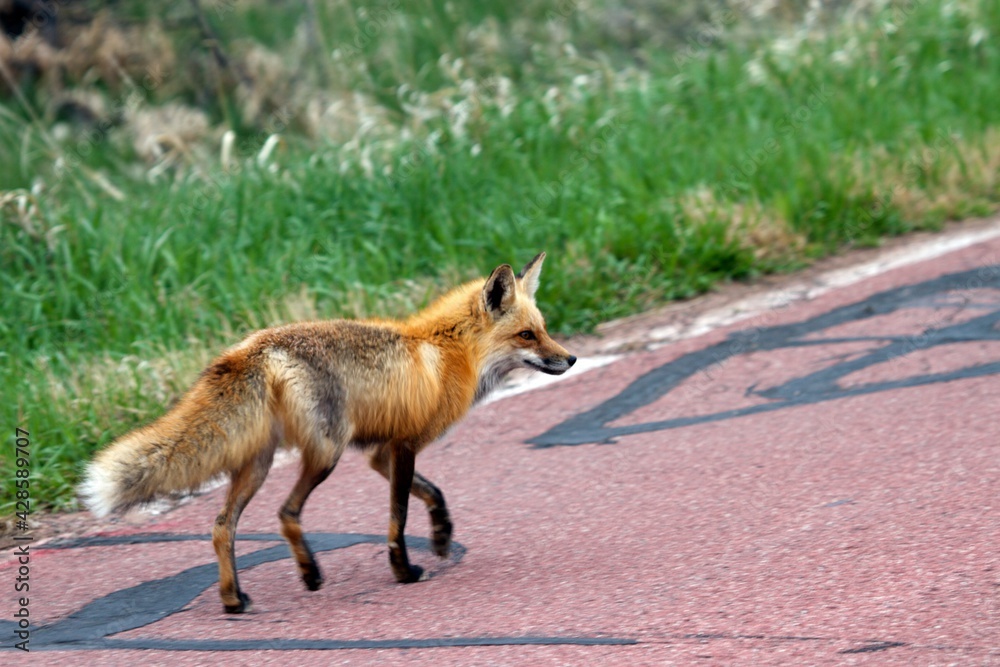 Obraz premium red fox vulpes