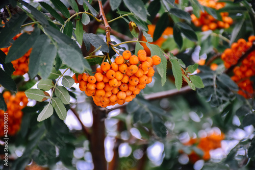 berries on a branch