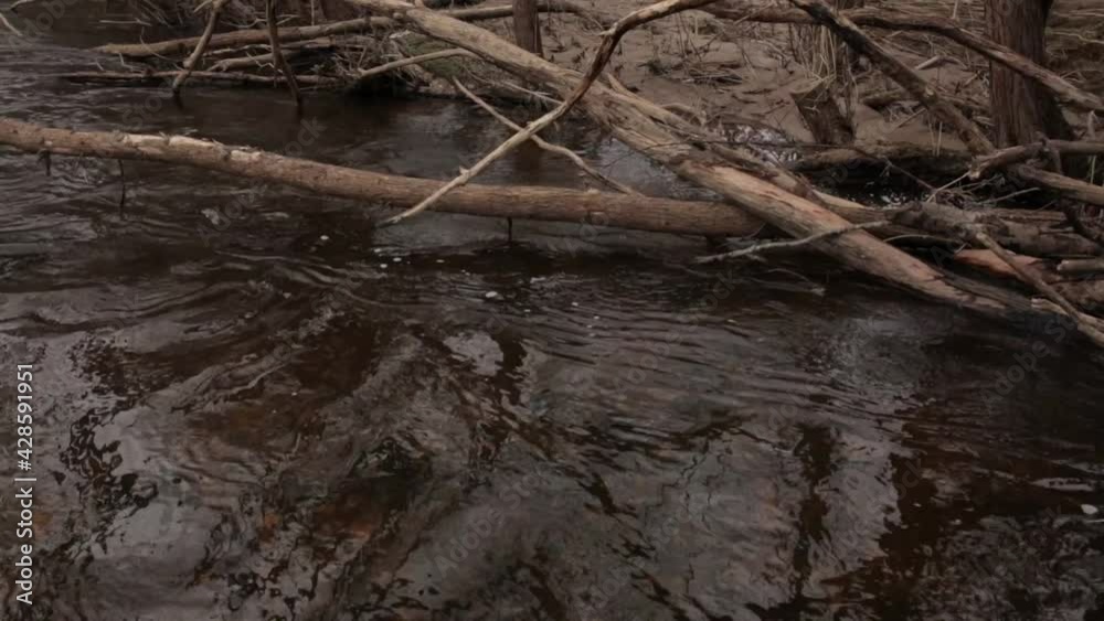 River in the forest. The surface of the river in the forest. River in the forest. The surface of the river in the forest.