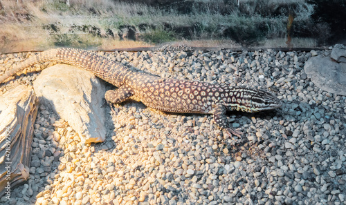 Ridge-tailtd monitor. It's a lizard. The maximum length of the body with a tail is up to 60 centimeters. The body is dark brown with a yellow-white mesh pattern. It inhabits areas of northern Austral