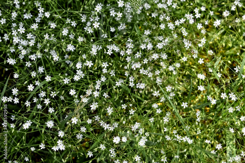 Natural floral pattern with many small white flowers of the lesser stitchwort among thin green stems and leaves. Wild spring summer flowers texture Natural floral pattern with many small white flowers of the lesser stitchwort among thin green stems and leaves. Wild spring summer flowers texture