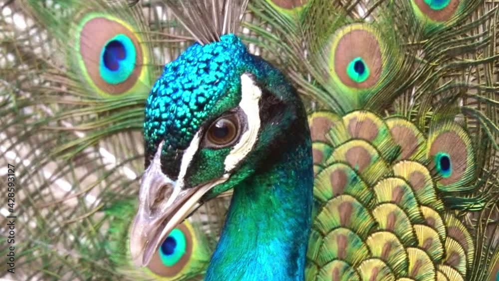 Portrait of beautiful peacock with feathers out