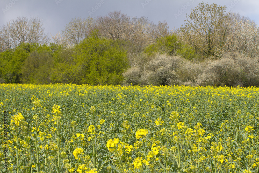 protection of the soil - canola field with trees and bushes protection of the soil - canola field with trees and bushes