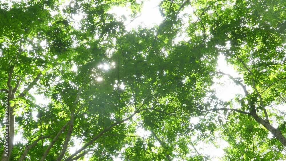 Rubber trees, economic crops in the south of Thailand Rubber trees, economic crops in the south of Thailand