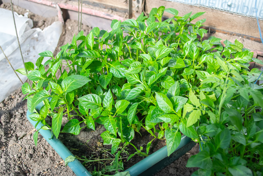 Potted seedlings growing in pots. Selective focus Potted seedlings growing in pots. Selective focus