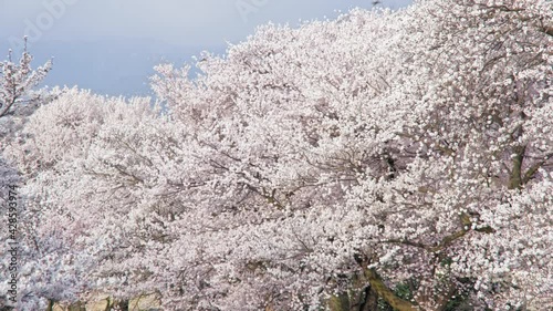 黒沢川の桜並木 長野県安曇野