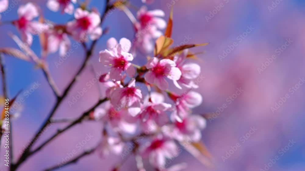 Pink Cherry Blossom Trees,closed up of cherry blossom, Pink Cherry Blossom Trees,closed up of cherry blossom,