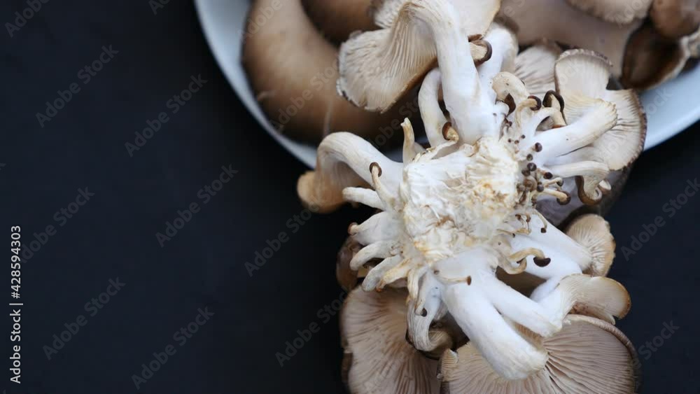 edible oyster mushrooms,fresh oyster mushroom, close-up, pan and tilt shot,