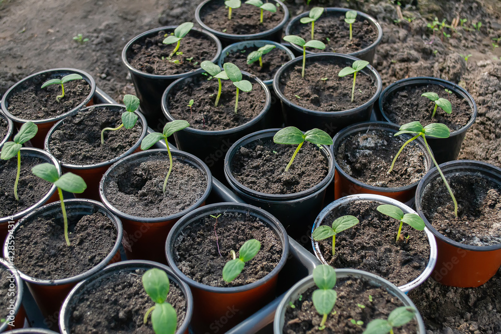 Potted seedlings growing in pots. Selective focus Potted seedlings growing in pots. Selective focus
