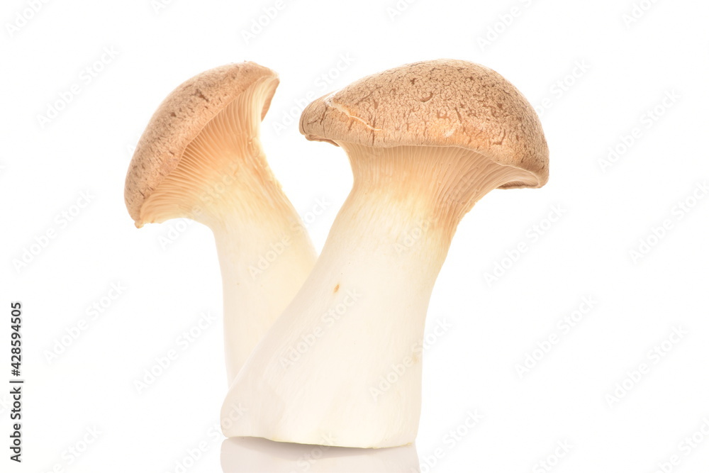 Two organic Pleurotus eryngii mushrooms, close-up, isolated on white. Two organic Pleurotus eryngii mushrooms, close-up, isolated on white.