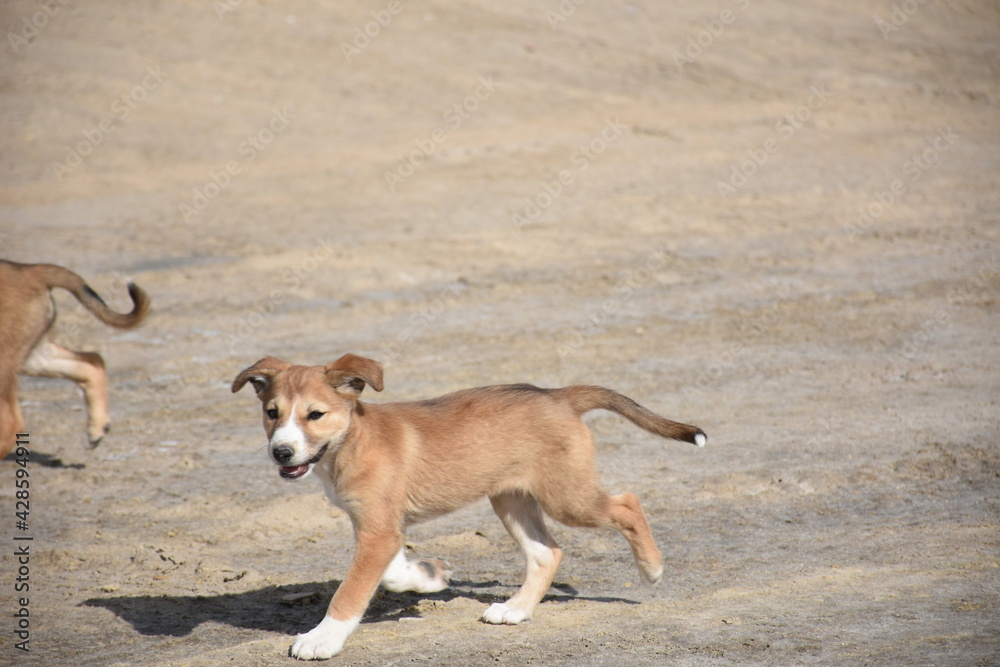 dogs,cats,elephants