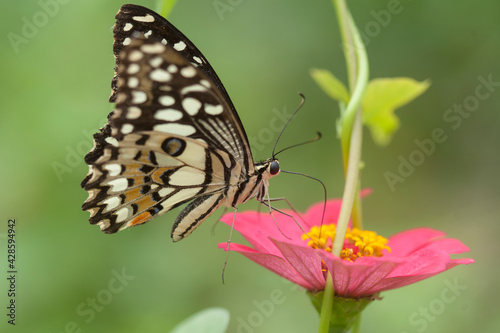 Butterflies on nature © abdul gapur dayak