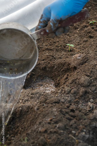 Wallpaper Mural Young fresh cucumber seedling stands in plastic pots. cultivation of cucumbers in greenhouse. Cucumber seedlings sprout Torontodigital.ca