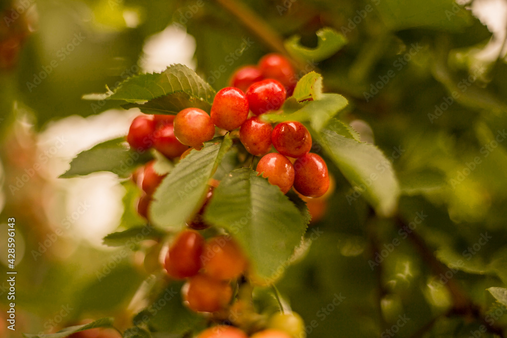 Many pink cherry berries, surrounded by foliage on the frost . The background is blurred. Sunny