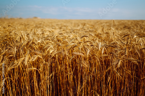 Wheat fields. Ears of golden wheat close up. Rich harvest concept. Agriculture.