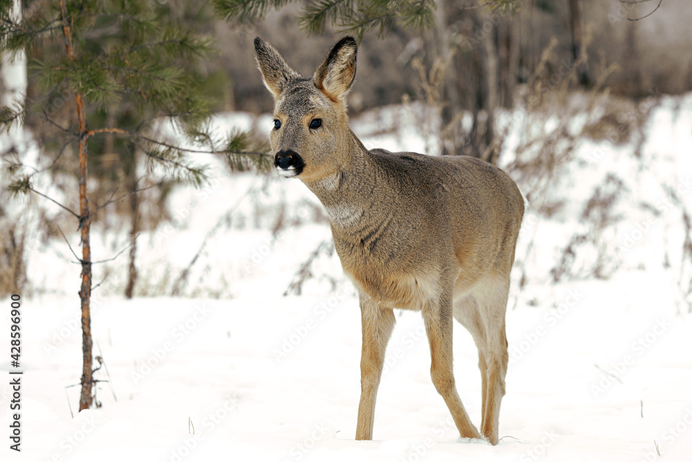 Baby deer on the background of trees Baby deer on the background of trees