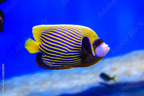 Butterfly fish swims in blue water, coral reefs are visible in the background