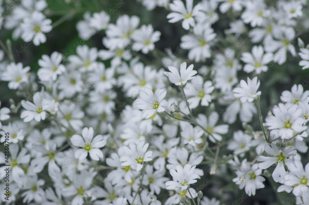 Cerastium tomentosum snow in summer flowers in bloom, group of flowering plants with white petals in ornamental garden Cerastium tomentosum snow in summer flowers in bloom, group of flowering plants with white petals in ornamental garden