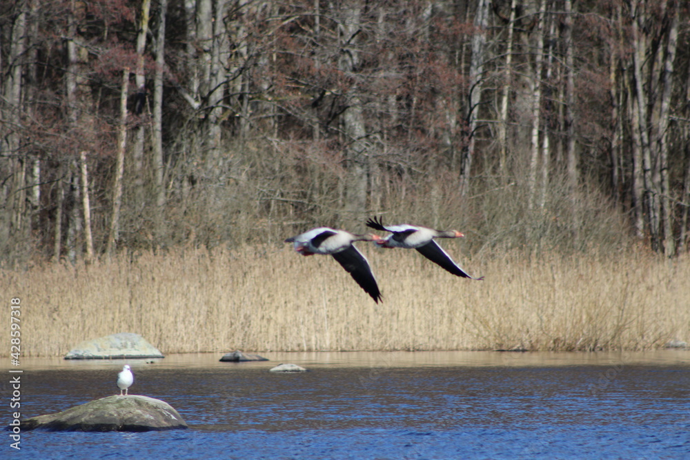 Obraz premium seagull in flight