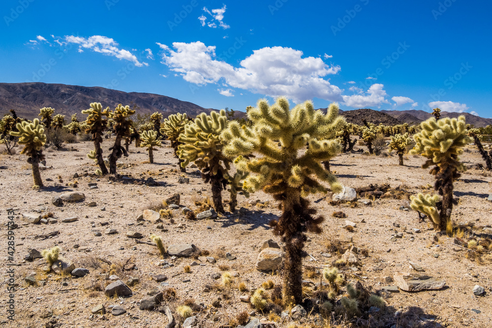 Cacti in Cholla Cactus Garden in Joshua Tree National Park Cacti in Cholla Cactus Garden in Joshua Tree National Park