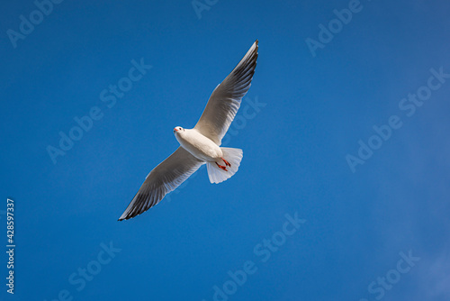 Seagull in the sky 
