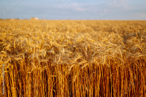 Wheat fields. Ears of golden wheat close up. Rich harvest concept. Agriculture.